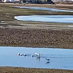 Ria Formosa Pineview Feriehus *