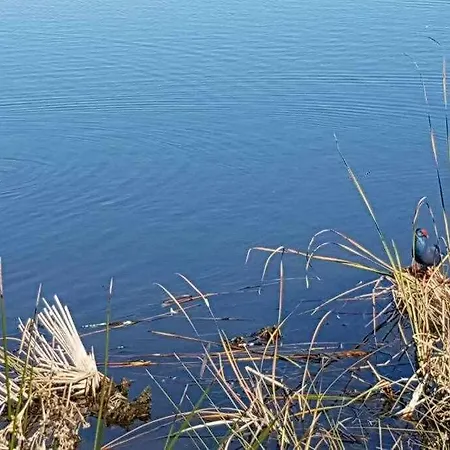Ria Formosa Pineview * 法鲁区
