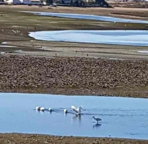 Ria Formosa Pineview 度假居 *